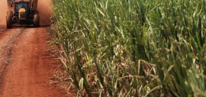 Safra de cana está mais açucareira na região de Araraquara