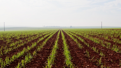 Para aumentar a produtividade dos canaviais, a Tereos do Brasil desenvolve o programa “Mais que 100”