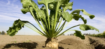 Produção de açúcar branco da Ucrânia em 2019/20 atinge 217.200 t até agora, diz associação