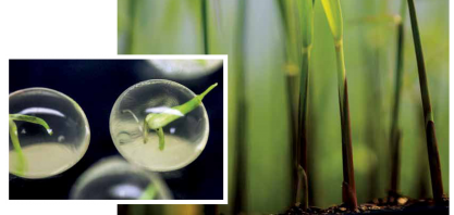 Variedades de cana transgênicas CTC se aproximam cada vez mais da supercana