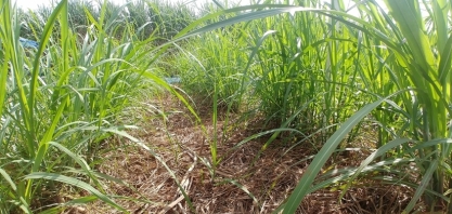 Importantes informações sobre nematoides, os danos e como controla-los