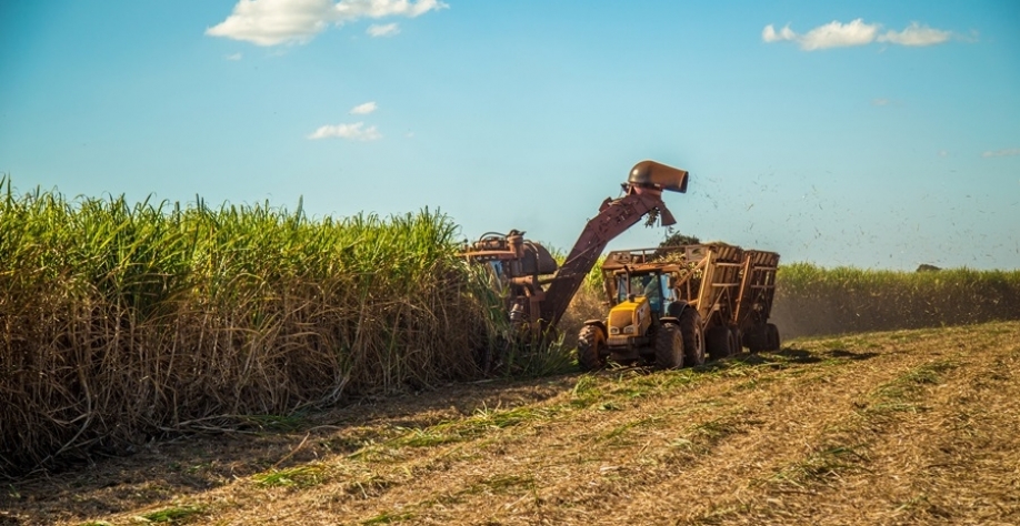 Conforme a Nufarm, tecnologia acelera maturação da cana-de-açúcar, inibe florescimento e induz perfilhamento, favorecendo o manejo na colheita.