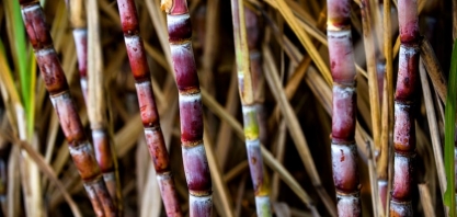 Como são escolhidas as variedades para diferentes ambientes de produção no Grupo Raízen