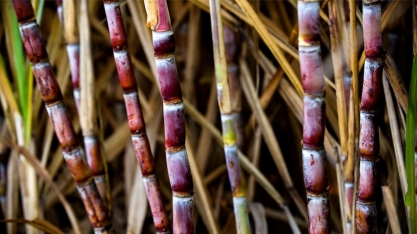 Como são escolhidas as variedades para diferentes ambientes de produção no Grupo Raízen