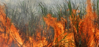 Incêndio criminoso destrói 7,14 hectares de cana-de-açúcar da Agrovale