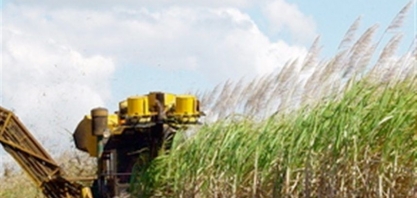 Clima impacta safra de cana