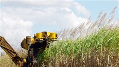 Clima impacta safra de cana