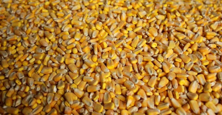 Excedente do milho americano poderá ser enxugado pela maior mistura do etanol à gasolina (Imagem: REUTERS/Joshua Lott)