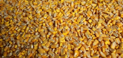 Enxugamento do etanol (e do milho) com maior mistura nos EUA pode diminuir importações do Brasil