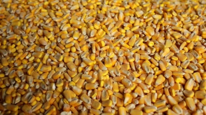 Enxugamento do etanol (e do milho) com maior mistura nos EUA pode diminuir importações do Brasil