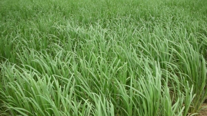 Cana-de-açúcar: Com 25 usinas já paradas, safra caminha para o fim com moagem 5% superior