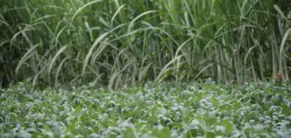 Soja cresce em área de cana, mas não rivaliza com amendoim