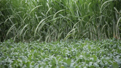 Soja cresce em área de cana, mas não rivaliza com amendoim