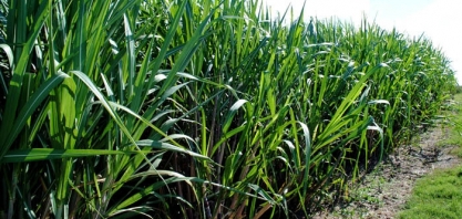 Cientistas desenvolvem proteína contra doença da cana-de-açúcar