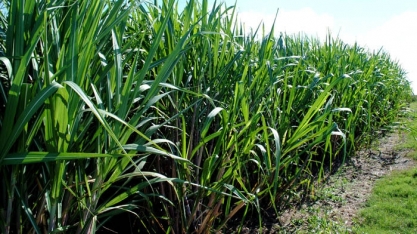 Cientistas desenvolvem proteína contra doença da cana-de-açúcar