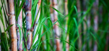 ESALQSHOW debate alimentos saudáveis e energia sustentável