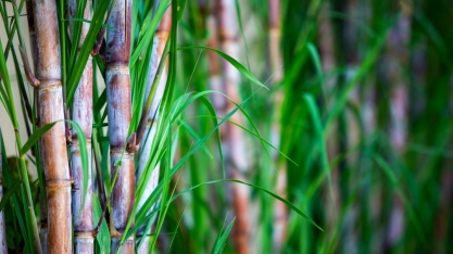 ESALQSHOW debate alimentos saudáveis e energia sustentável
