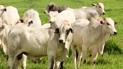 Usina de biodiesel usará gordura de origem animal para produzir óleo