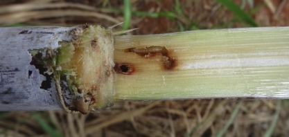 Produtor está atento ao controle da broca da cana-de açúcar