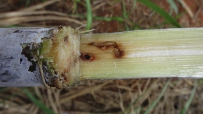Produtor está atento ao controle da broca da cana-de açúcar