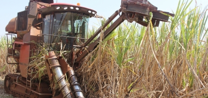 Safra Canavieira 2019/20 deve terminar mais cedo