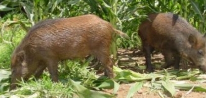 Javaporcos não dão trégua a agricultores e número de animais continua sem controle