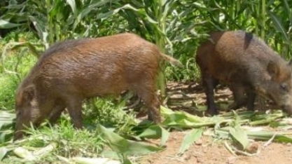 Javaporcos não dão trégua a agricultores e número de animais continua sem controle