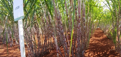 Como é feita a escolha de variedades de cana no Grupo TEREOS