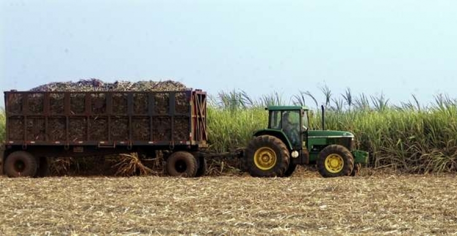 Colheita de cana-de-açúcar em Sertãozinho (SP) 08/09/2005 REUTERS/Paulo Whitaker Foto: Reuters