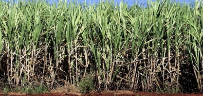 Produção de açúcar e etanol dispara na 2ª quinzena de setembro