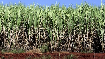 Produção de açúcar e etanol dispara na 2ª quinzena de setembro