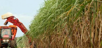Sindaçúcar-AL: usinas já processaram 3,5 milhões de toneladas de cana