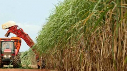 Sindaçúcar-AL: usinas já processaram 3,5 milhões de toneladas de cana