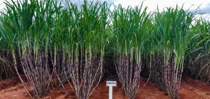 RB065862 pode ser a primeira variedade de cana selecionada no MS