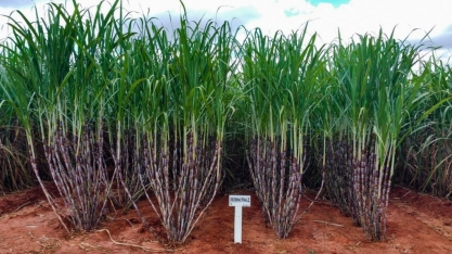 RB065862 pode ser a primeira variedade de cana selecionada no MS