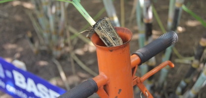 Replantio de falhas com muda pré-brotada garante stand ao canavial