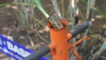 Replantio de falhas com muda pré-brotada garante stand ao canavial