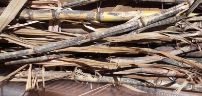 Colletotrichum falcatum pode dizimar até 40% dos colmos do seu canavial