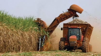 Paraná já fez a moagem de 80% da safra de cana