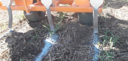 Aplicação de calcário na soqueira gera diversos benefícios para a cana