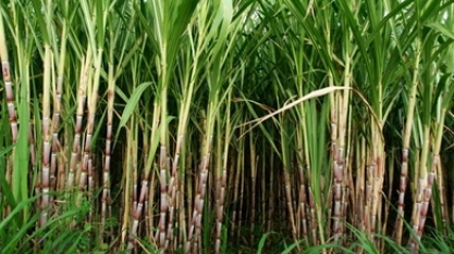 Clima generoso favorece safra de cana no nordeste