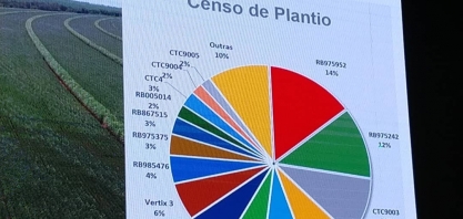 Grandes grupos sucroenergéticos adotam variedades de cana mais modernas