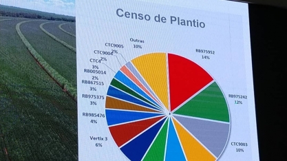Grandes grupos sucroenergéticos adotam variedades de cana mais modernas