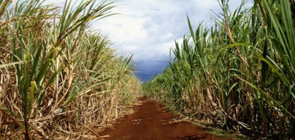 Proteína orgânica pode aumentar em quase 20% produtividade da cana