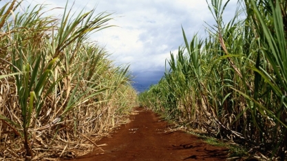 Proteína orgânica pode aumentar em quase 20% produtividade da cana