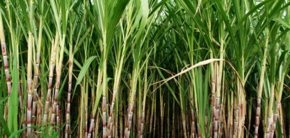 LNBR divulga 44ª edição do Boletim de Monitoramento da cana-de-açúcar em São Paulo e Goiás