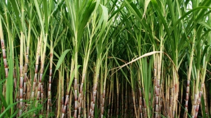 LNBR divulga 44ª edição do Boletim de Monitoramento da cana-de-açúcar em São Paulo e Goiás