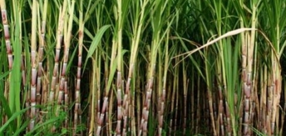 Tecnologia amplia produção de cana