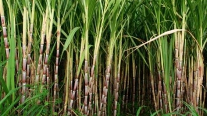 Tecnologia amplia produção de cana