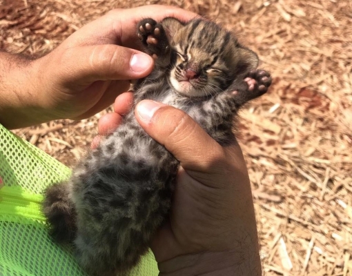  Filhote de gato-do-mato foi resgatado em Junqueirópolis — Foto: Polícia Militar Ambiental